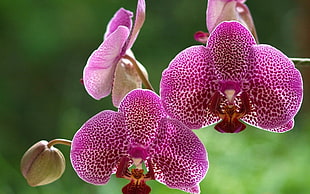 closeup photography of purple petaled flowers