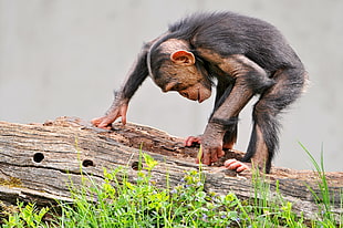 selective focus photo of chimpanzee on brown tree log HD wallpaper