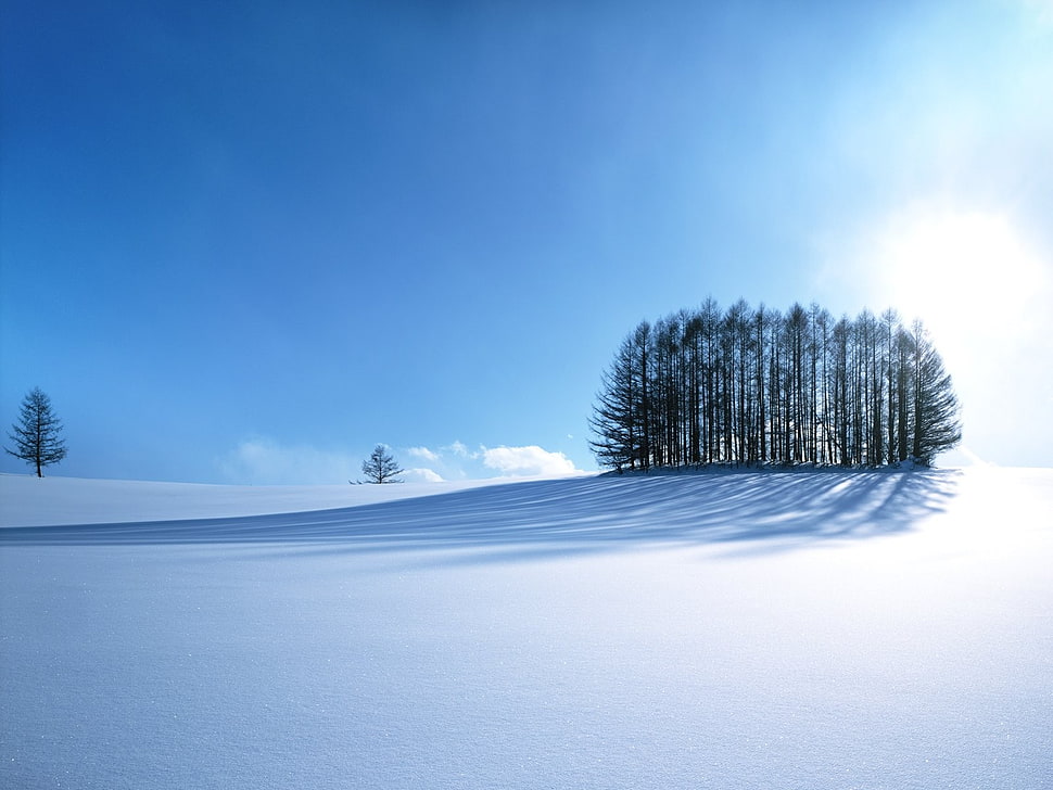 trees on snow field, white, blue, trees, snow HD wallpaper