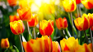 selective photography of tulip flowers HD wallpaper