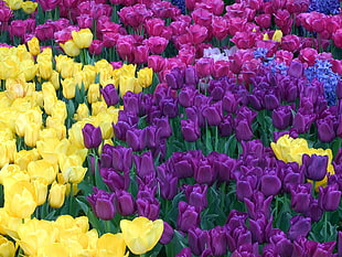 yellow and purple tulips flowers HD wallpaper