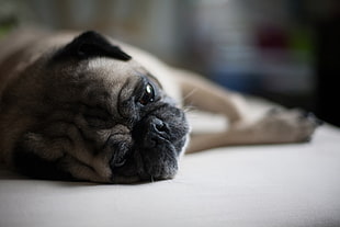 fawn Pug lying on the brown textile HD wallpaper