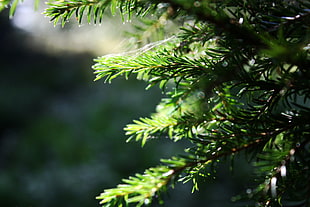 green leafed plants, Karelia, fir-tree, trees, nature HD wallpaper