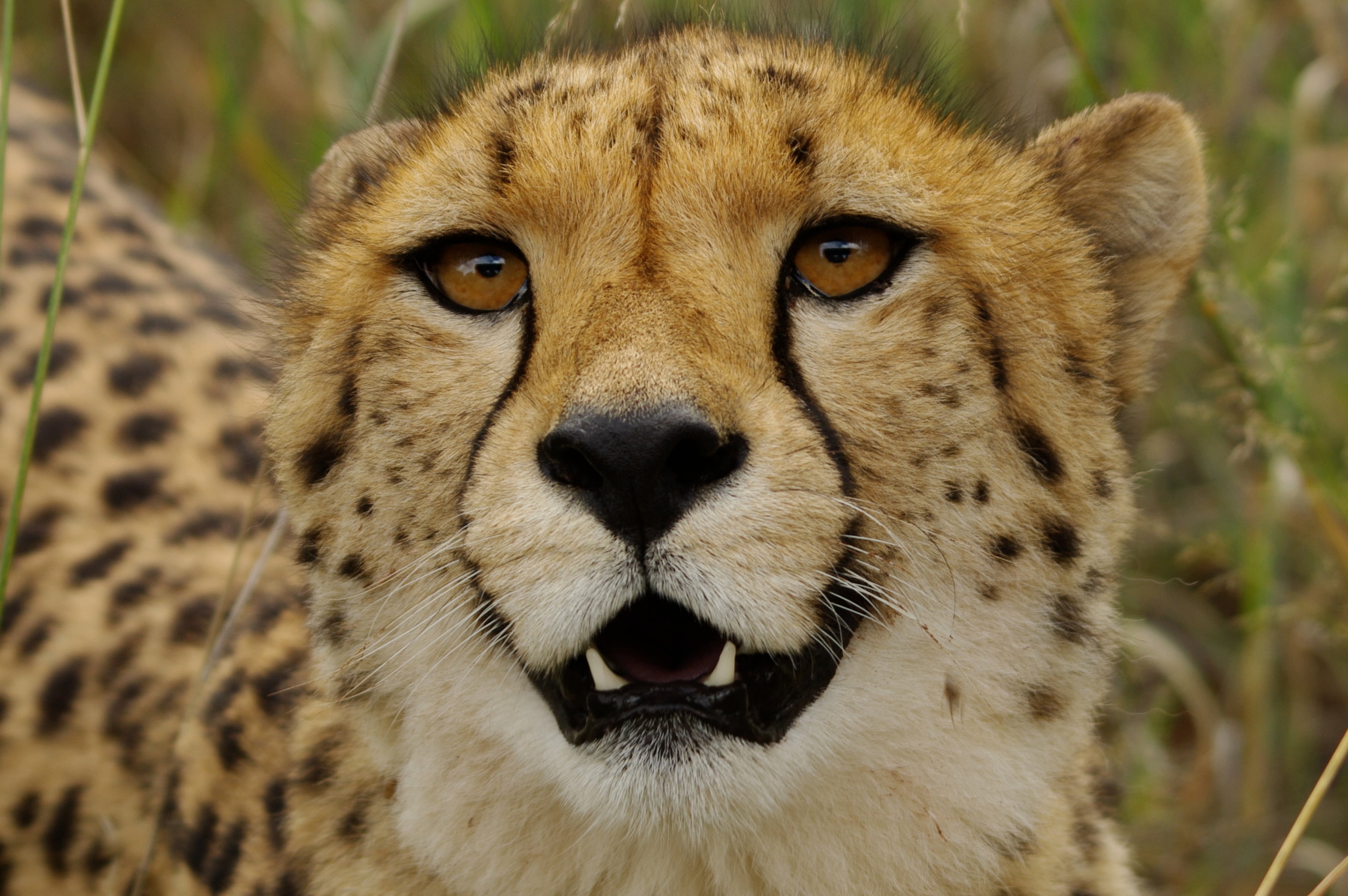 close up photo of leopard