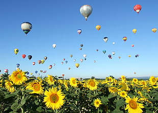 hot air balloons with sunflowers plant, lorraine HD wallpaper
