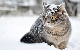 black and brown short coated cat