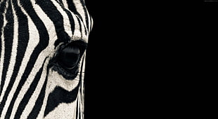 zebra's eye HD wallpaper