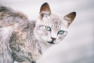 black and gray short-fur cat HD wallpaper