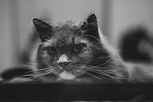 tilt shift photography of grayscale cat HD wallpaper