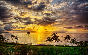 green coconut tree, nature, landscape, island, sunset HD wallpaper