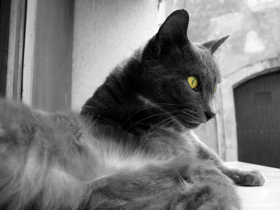 adult short-fur black and gray cat HD wallpaper