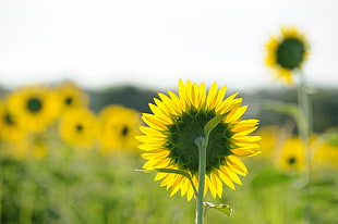 shallow focus photography of yellow sunflower HD wallpaper