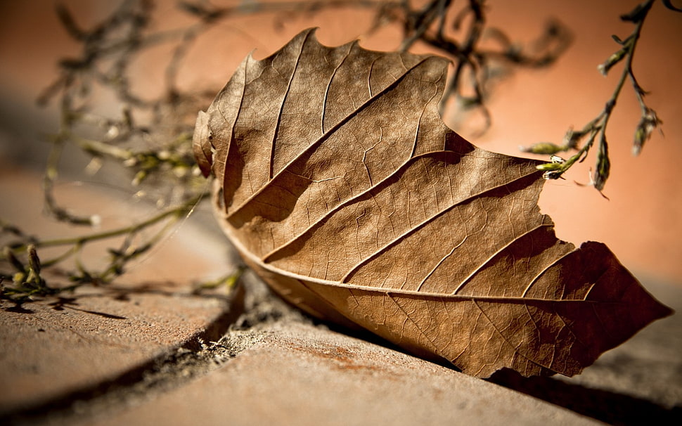 shallow focus photography of dried leaf HD wallpaper