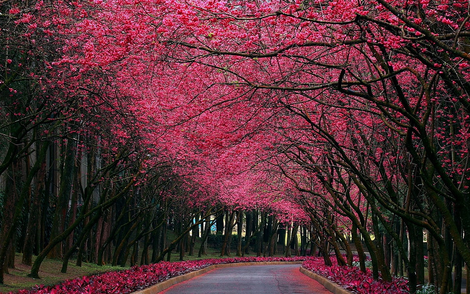 Sakura forest walk, nature HD wallpaper