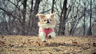 long-coated white and brown dog, dog, running, animals