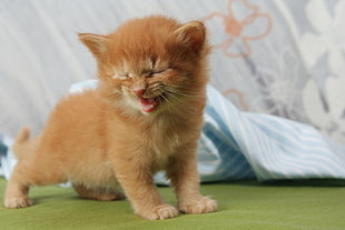 orange tabby kitten, Kitten, Cry, Baby HD wallpaper