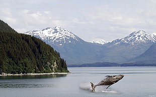 black whale, nature, animals, wildlife, whale