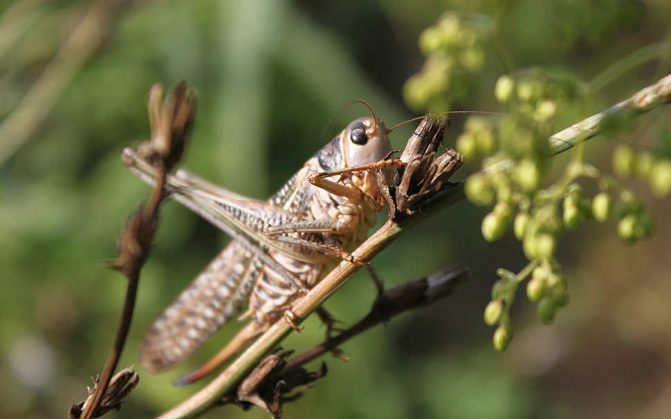 close up photo of brown grasshopper on brown stick HD wallpaper