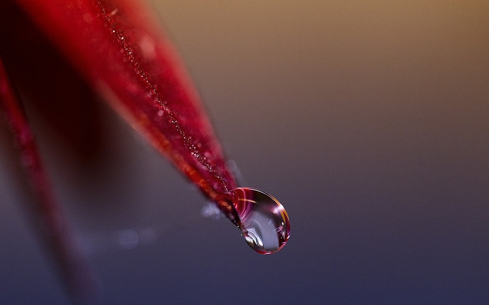 red petaled flower, macro, nature, closeup, detailed HD wallpaper