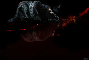 short-fur black cat, cat, black, water, Devil HD wallpaper