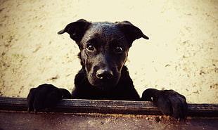 black and tan German Shepherd puppy, animals, dog HD wallpaper