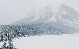 panoramic photography of mountain and forest