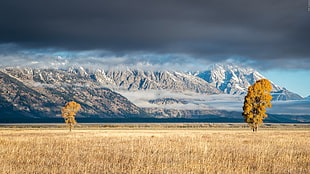 two yellow trees near mountain, nature, sky, landscape, clouds