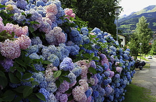 pink and purple cluster flowers near pathway