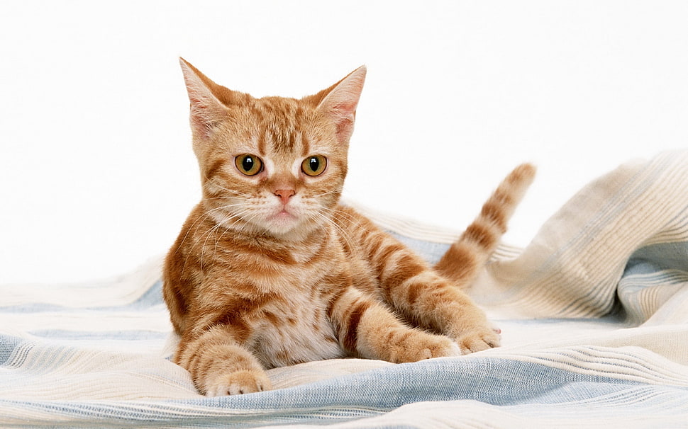 photo of orange tabby cat HD wallpaper