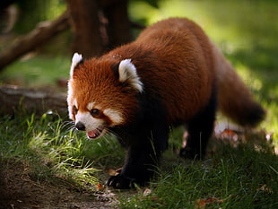 macro photography of Red Panda walking on grass HD wallpaper