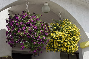 yellow and red Petunia flowers hanging baskets HD wallpaper