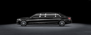 black limousin
