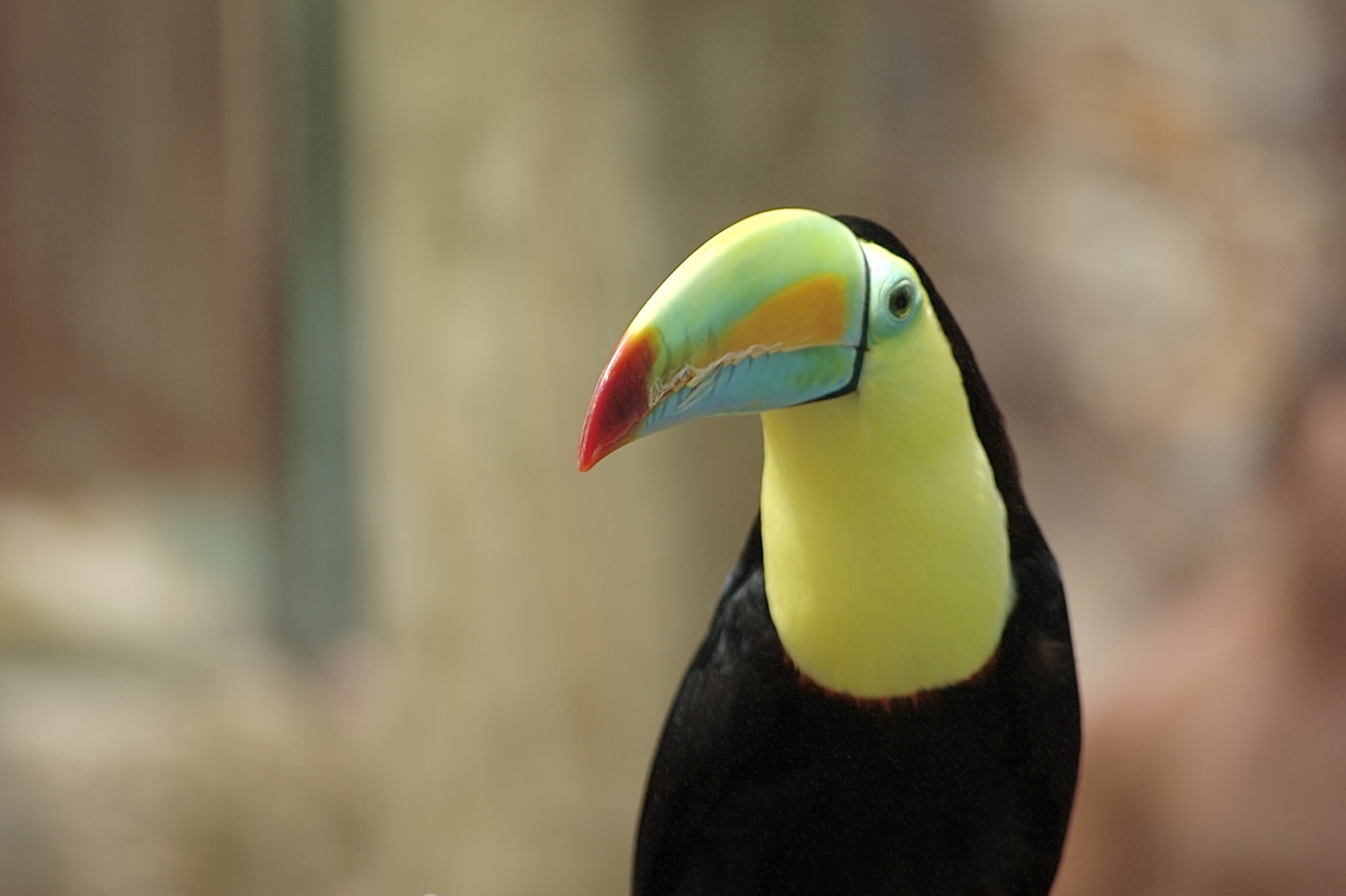 Colorful Cute Toucan Tropical Bird In Brazilian Amazon Blurred Background  Stock Photo - Download Image Now - iStock