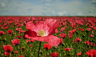 close up photo of red petaled flowers