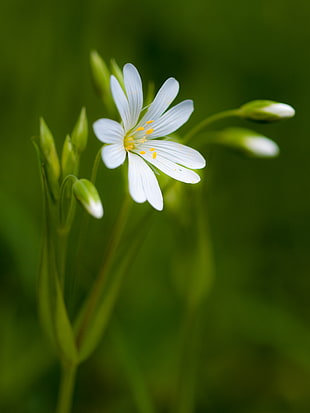 white petaled flower close-up photo HD wallpaper