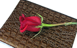 red rose on brown mat
