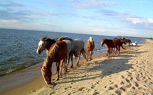 white, brown and black horses beside the seashore HD wallpaper