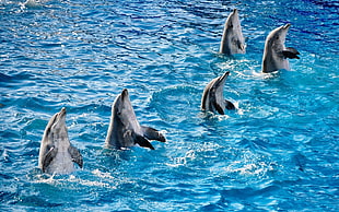 shallow focus photography of five dolphins doing tricks during daytime HD wallpaper