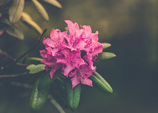 selective focus photo of pink Rhododendron flower HD wallpaper