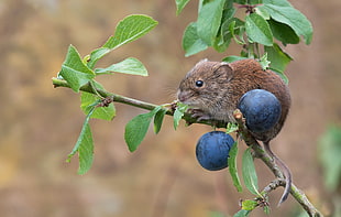 brown rat animal HD wallpaper