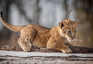 beige and brown Leopard cub, animals, baby animals, lion, cubs