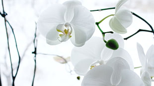 close-up photography of white moth orchids HD wallpaper
