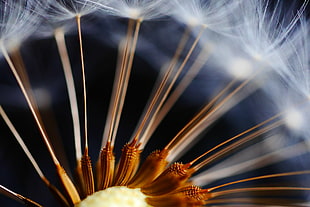 close up photo of dandelion plant