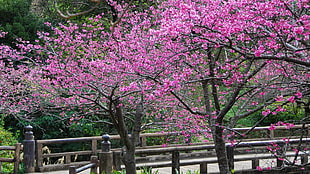 pink flowers and tree HD wallpaper