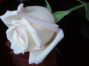 white Rose flower