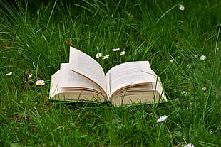 beige book open on green grass HD wallpaper