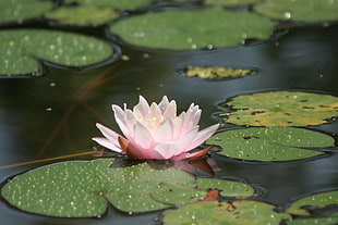 pink Lily plant HD wallpaper