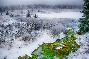 white and green grass field, snow, winter, forest, nature