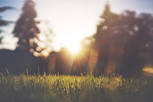 selective focus photography of green grass