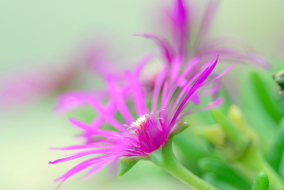 purple flower HD wallpaper